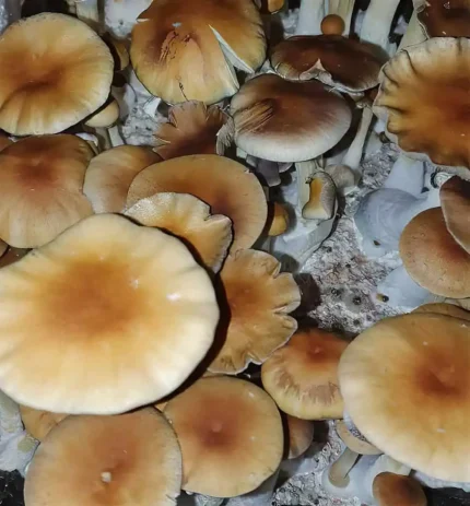 Argentina cubensis spores