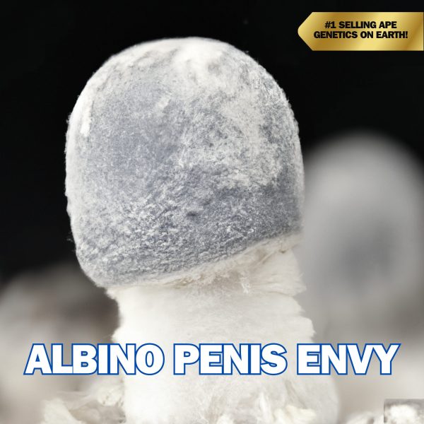 Albino Penis Envy Spore Syringe