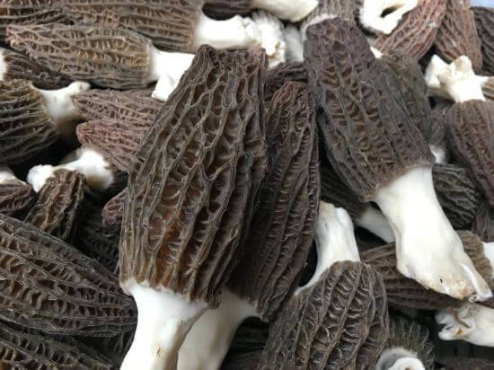 Black Morel