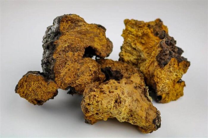 Chaga