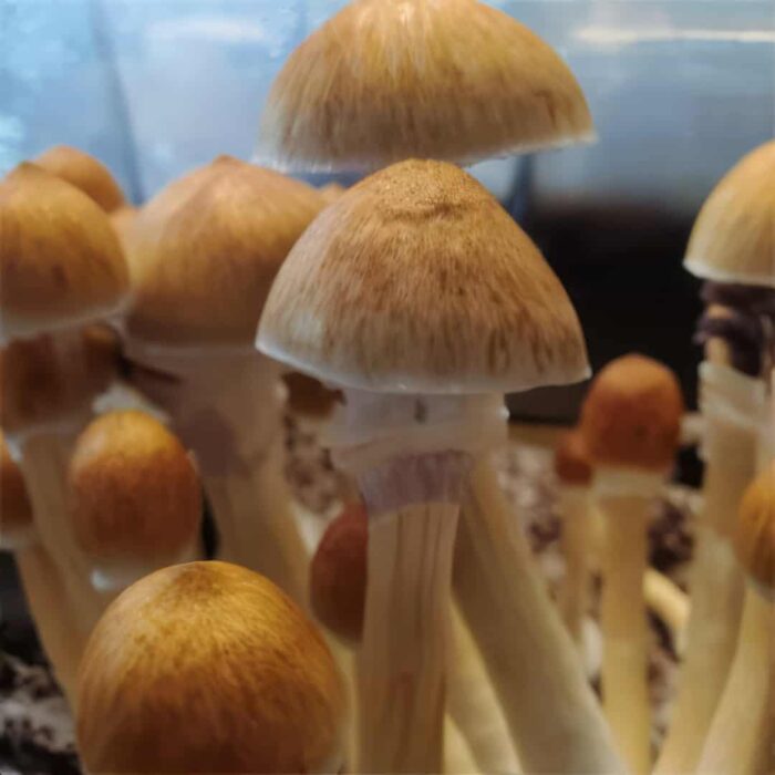 Stargazer magic mushrooms