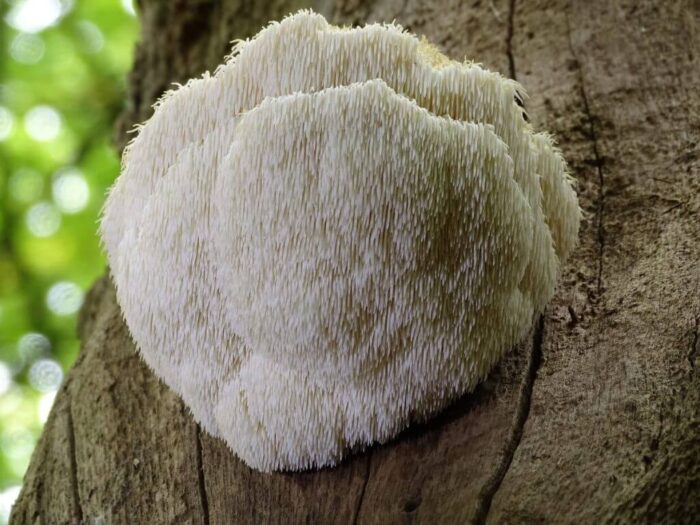 lions mane mushroom