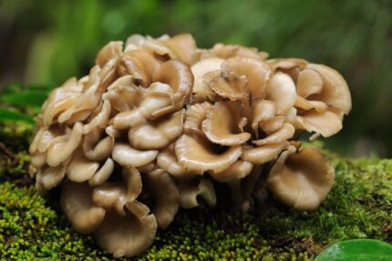 Maitake