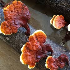 Red Reishi