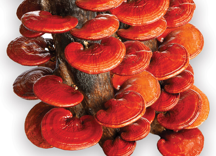 Red Reishi