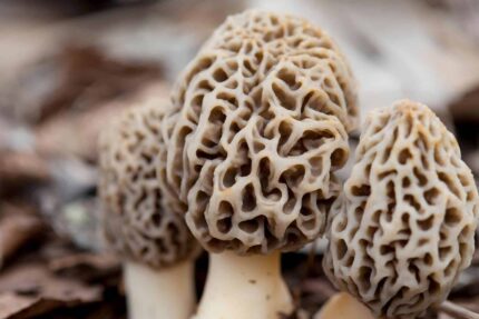 White Morel