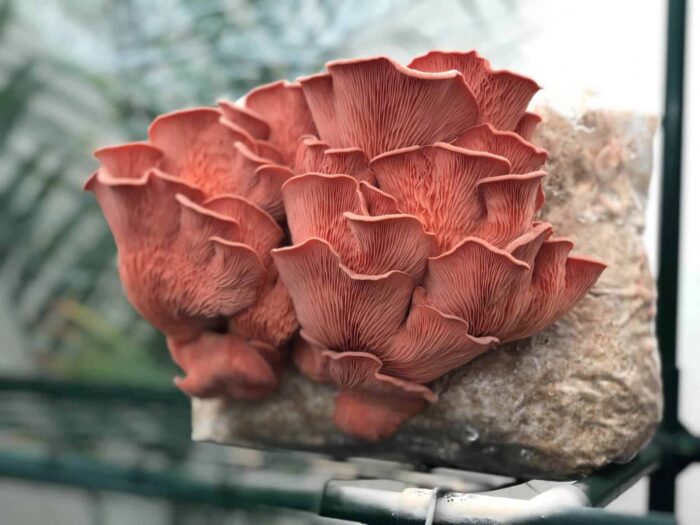 Pink Oyster