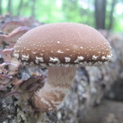 Shiitake Warm Climate (Lentinula edodes) Sawdust Spawn